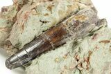Fossil Spinosaurus Tooth - Dekkar Formation, Morocco #375616-1